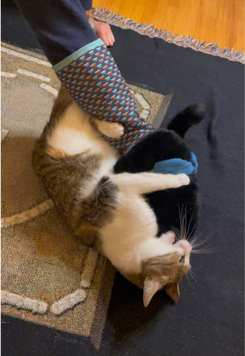 If your cat likes to wrestle, this’ll be their new favorite toy! @KLEIO  #cattoy #catnip #catsoftiktok #cats #fyp #foryoupage #catsumo 