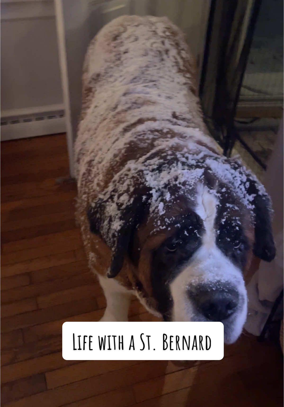 Snow dog living his best life #saintbernard #dogsoftiktok #tiktokpets #fyp #foryoupage 