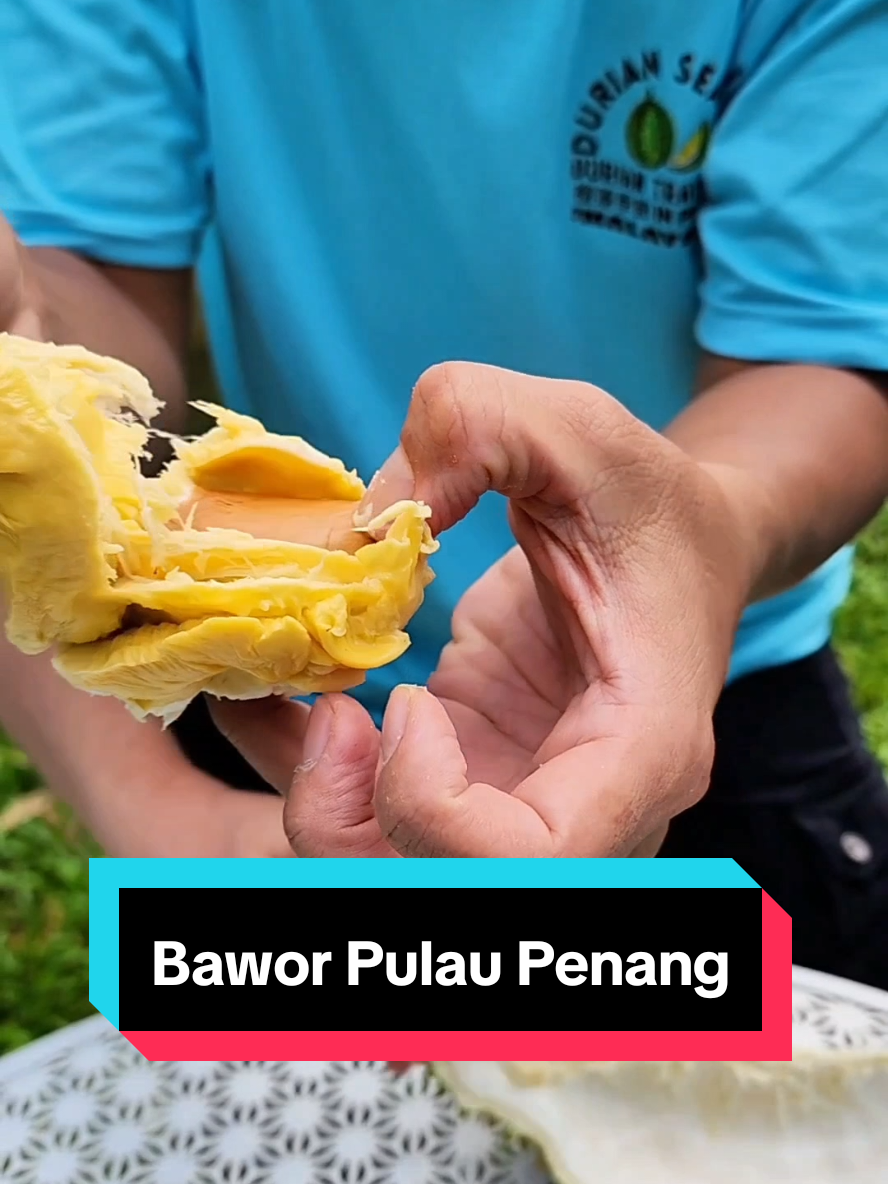 Bawor Pulau Penang. #Delongan #Durian #duriantraveler #durianlover #durianranahminang #Musangking #tipsdelongan  #durianman #durianpadang #durianmalaysia #malaysia #raub #penang #durianindonesia #indonesia #berkebun #longervidios 