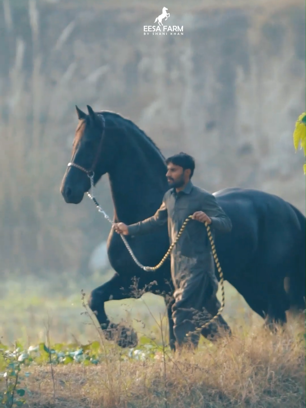 The Black Diamond  #MASHALLAHماشاءالله #horseshow #friesianhorse #friesiansoftiktok #madrota #blackhorse #qualityhorses #nature #farmlife #videooftheday #punjab #fypシ゚viralシ #discover #trendingvideo #fy #horsetok 