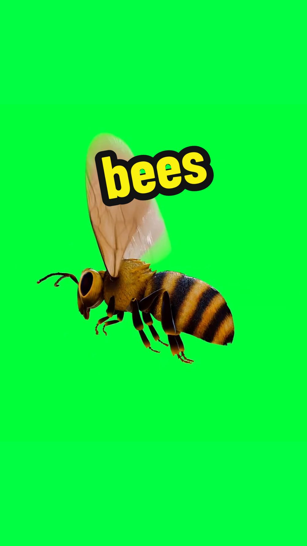 Bees #greenscreenchallenge #greenscreen #greenscreenvideo #greenscreeneffect #foryou #fyp #pfy #bee #bees 