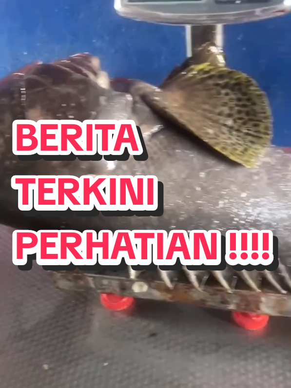 PERHATIAN SEMUA !!! HARAP SEMUA BERWASPADA LA LEPASNI.. SENANG2 JE DIA NAK CLAIM DUIT BONUS.TQ PEMANCING SEMUA BAGI KERJASAMA UNTUK INFO. @c4caster . HARAP OWNER KOLAM YG LAIN TENGOK BETUL2 MUKA NI.HARAP TAK BUAT KAT KOLAM LAIN. #nazfishingvalley #kerapu #stella #fypシ゚viral #jenahakbantal #shimano #babynaga🐉 #kolambayarairmasin #kolamairmasin #JORANMELENGKUNG #fypシ 