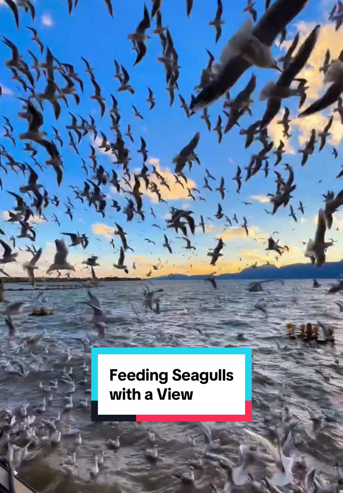 Feeding seagulls in this beautiful scenery in Kunming ⛰️🌊 #ocean #birds #traveltiktok 