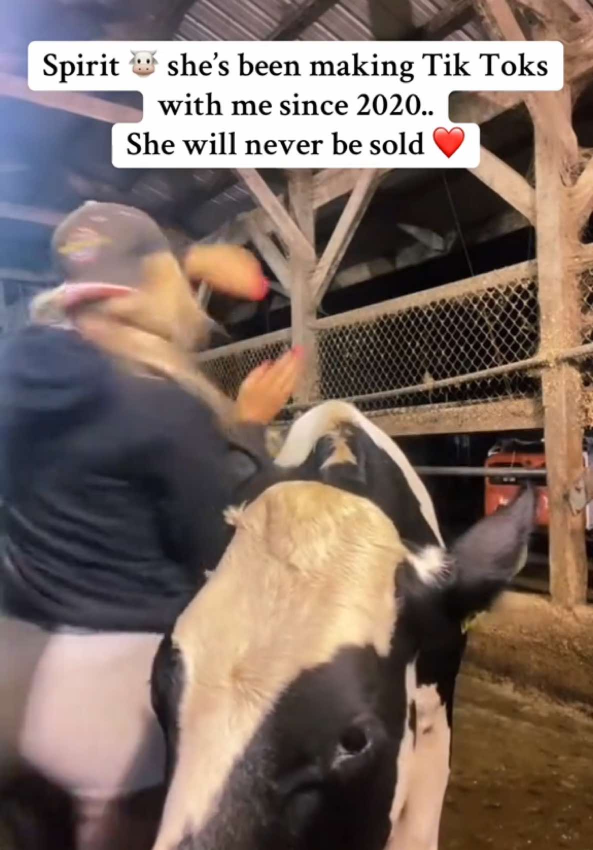 ❤️🐮❤️🐮❤️🐮❤️🐮❤️🐮❤️🐮