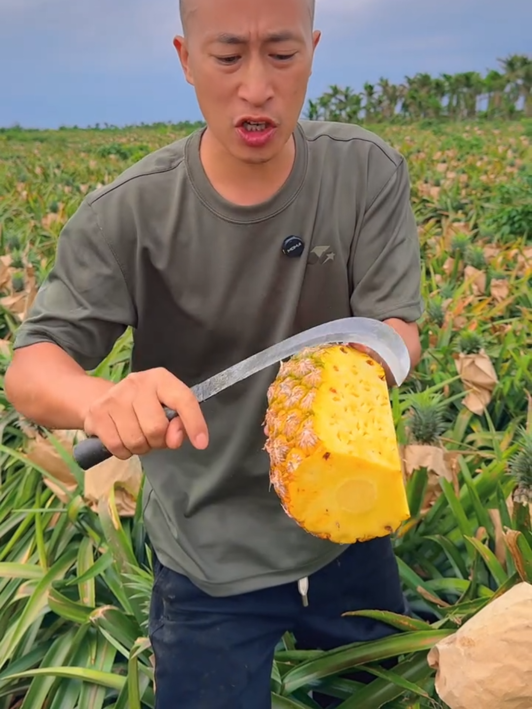 Awesome sweet pineapple 🍍 so fresh cutting tastes at farm 😋 #harvest #fresh #nature #fruitcutting 