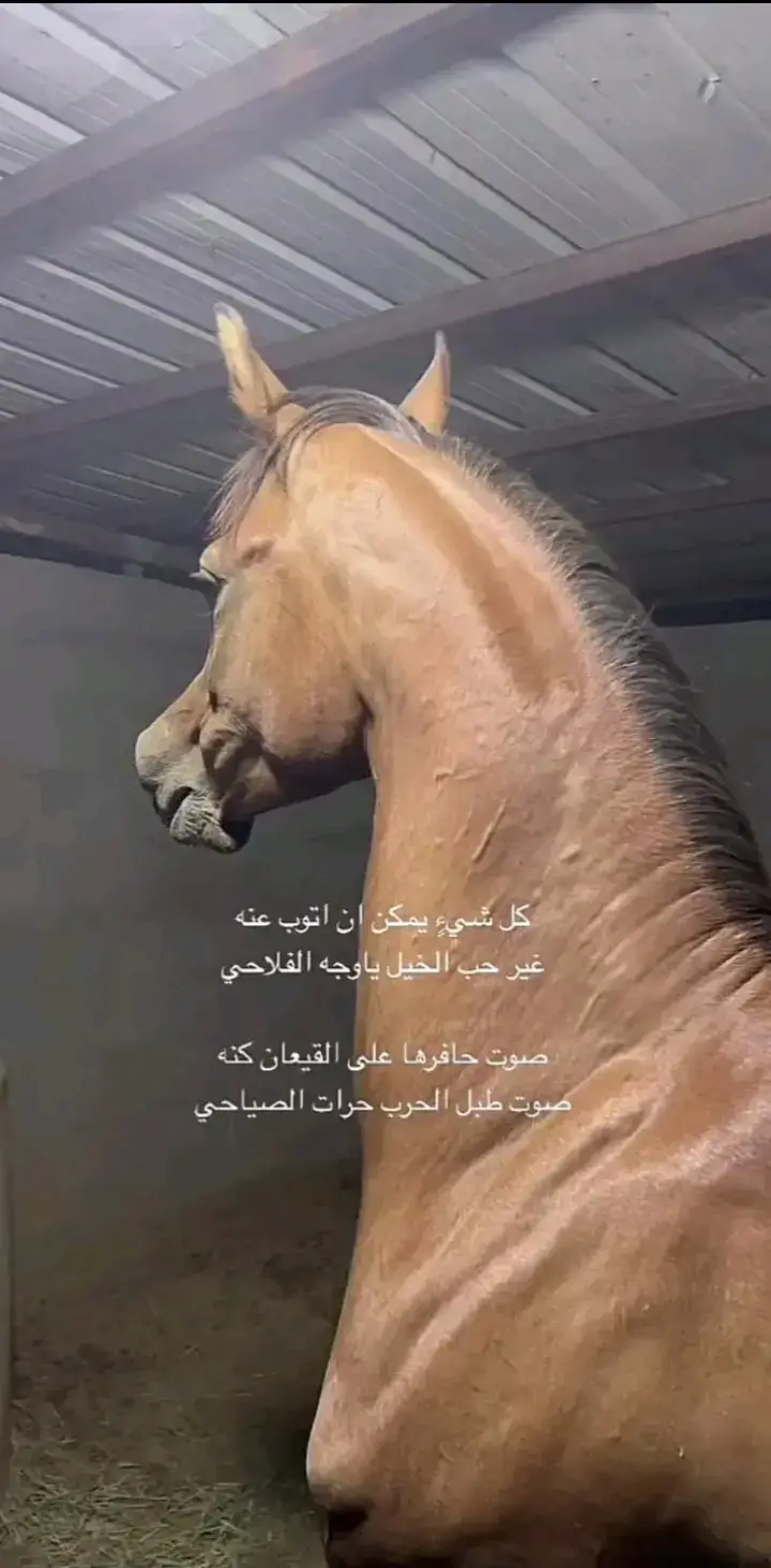 #خيل_وخياله🐎 