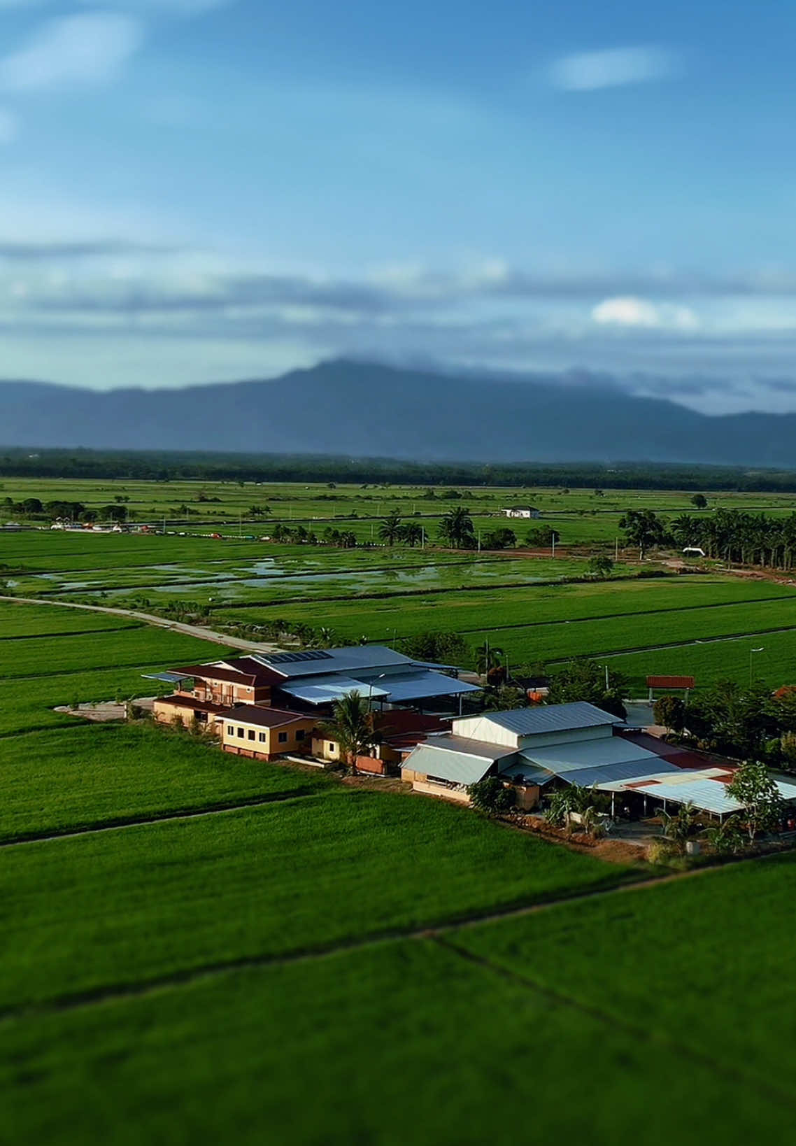 Awal Tahun 2025, Sawah padi Sawahring sedang mula menghijau.  Pejam Celik, tak sampai 2 bulan lagi Ramadhan akan tiba. Moga kita semua sempat menyambut Ramadhan kali ini. #CapCut #toursim #tangkak #cuticutimalaysia #djiofficial #dronevideo #videoviral #foryoupage #welovetangkak #johor #fyp #toursimjohor #amazingtangkak #2025 #sawahring 