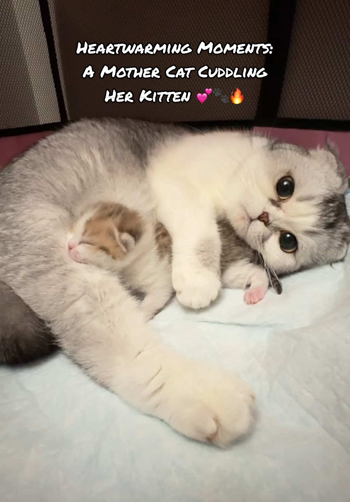 Heartwarming Moments: A Mother Cat Cuddling Her Kitten 💕🐾 #smallcat #kitten #kittensoftiktok #cat #mother #cat #fyp #foryoupage❤️❤️ #kittenlover 