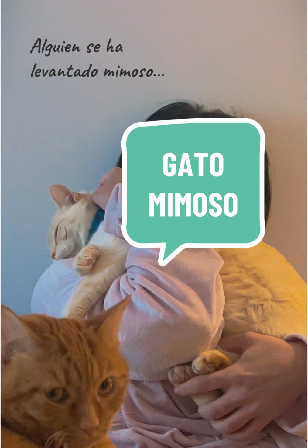 No puedo entender cómo hay personas a las que no les gustan los gatos… ¡son simplemente irresistibles y tan fáciles de querer! #gatos #gatoscariñosos #megustanlosgatos #adoptanocompres #adoptaungato #lyma 