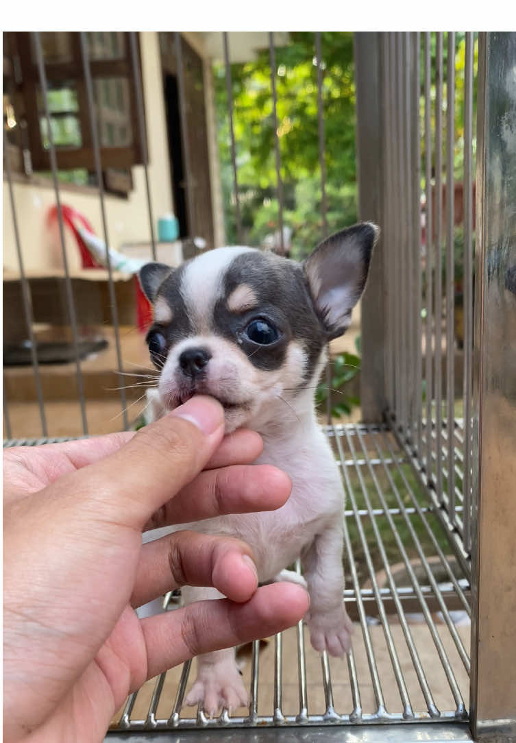 Chihuahua bò sữa Blue xin chào cô chú nha 🤭 #thucung #chihuahua #trumchihuahua #xuhuong #vietnam 