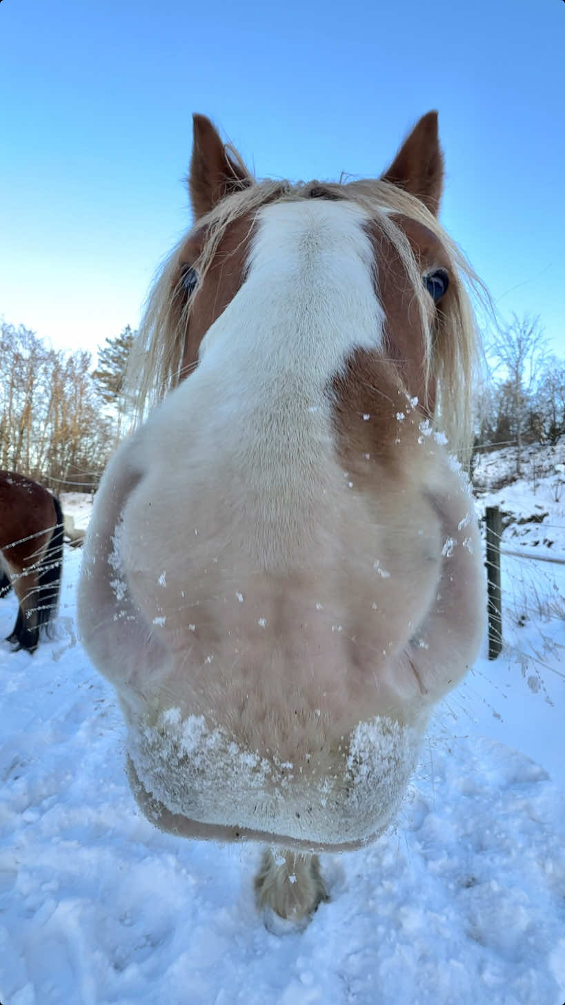 Svarer @Felicia McGilvray Three of them are mine, Iver, Eira and Hero, the others are owned by my friends 🐴 