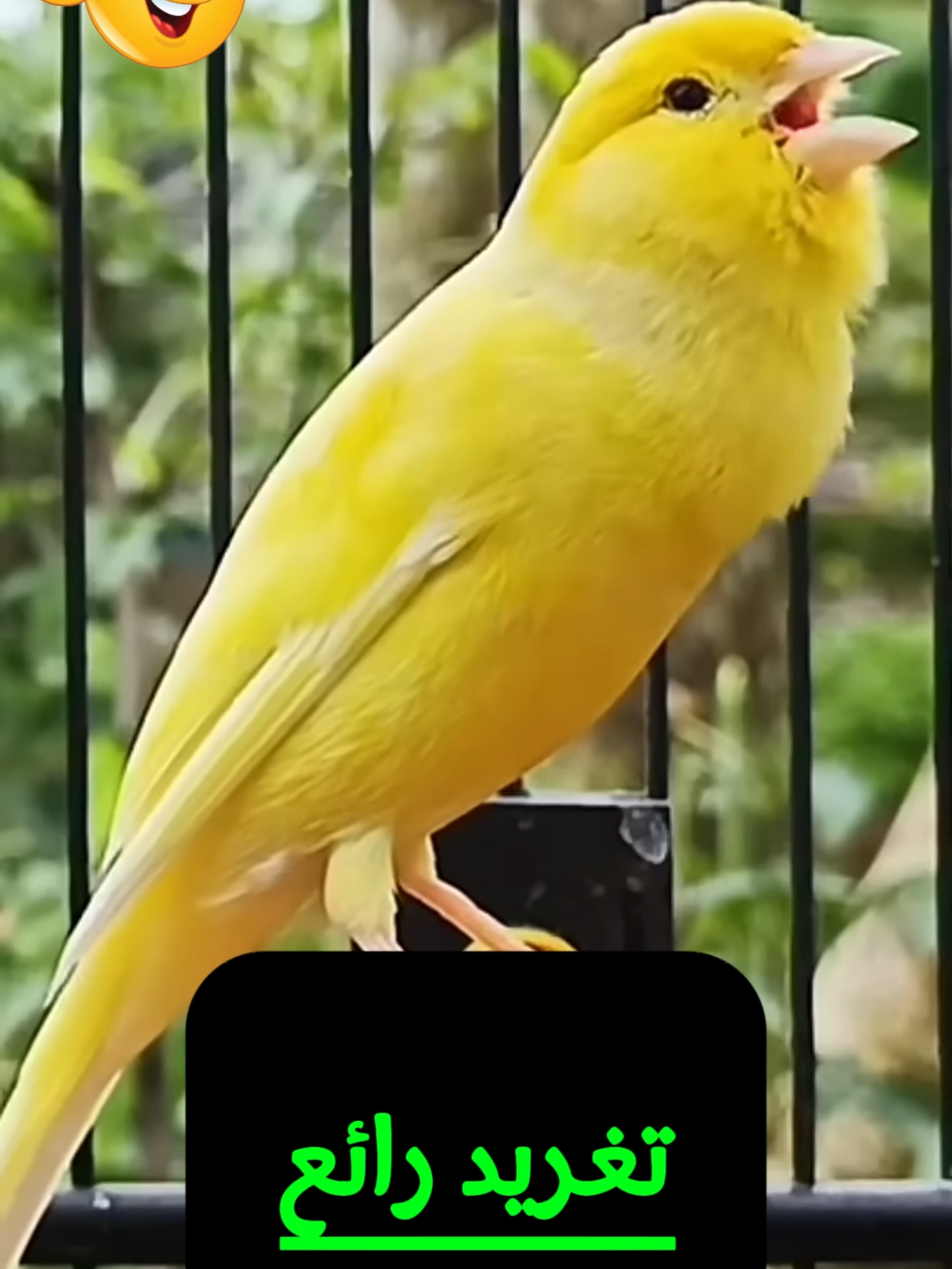 تغريد رائع canary song#usa_tiktok تغريد كناري Kanarien gesang #Canary #كناري #تغريد