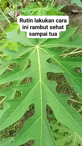 selain enak dimasak masih banyak lo manfaaynya... #obatpenyakit #herbalalami #obatherbalalami #tanamanobat #tanamanherbal #daunpepaya