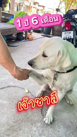 ขนมขัดฟันน้องหมา ขนมน้องหมา น้องหมาบ้านไหนที่คาบเหลืองคาบหินปูน ขอแนะนำเลยค่ะ #ขนมน้องหมา #ขนมขัดฟันสุนัข #ขนมขัดฟัน #ขนมสุนัข #ขนมสุนัขเพื่อสุขภาพ #สวนสัตว์tiktok #ชาลีหมาน่ารัก🦮 #ชาลีลาบราดอร์🦮 #ลาบราดอร์หมาตลก #ลาบราดอร์รีทรีฟเวอร์  @ชาลี ลาบราดอร์🦮  @ชาลี ลาบราดอร์🦮  @ชาลี ลาบราดอร์🦮 