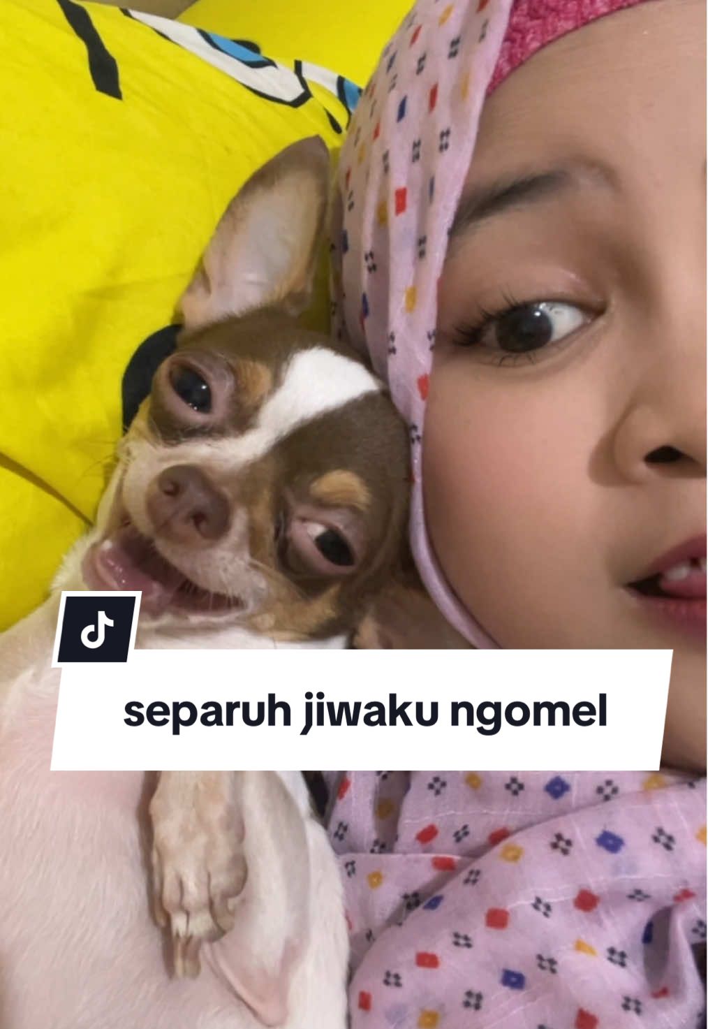 Membalas @Marcell177 bgitulah, dia suka ngomel 🤣🤣 #chihuahua #gemes 