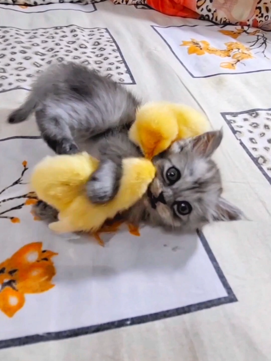 cat and chicks vrey funny  #funny_cat_with_chicks #kitten_and_chicks_funny #funnyvideo #Funny_animals  #funny_kitten #chicks_funny