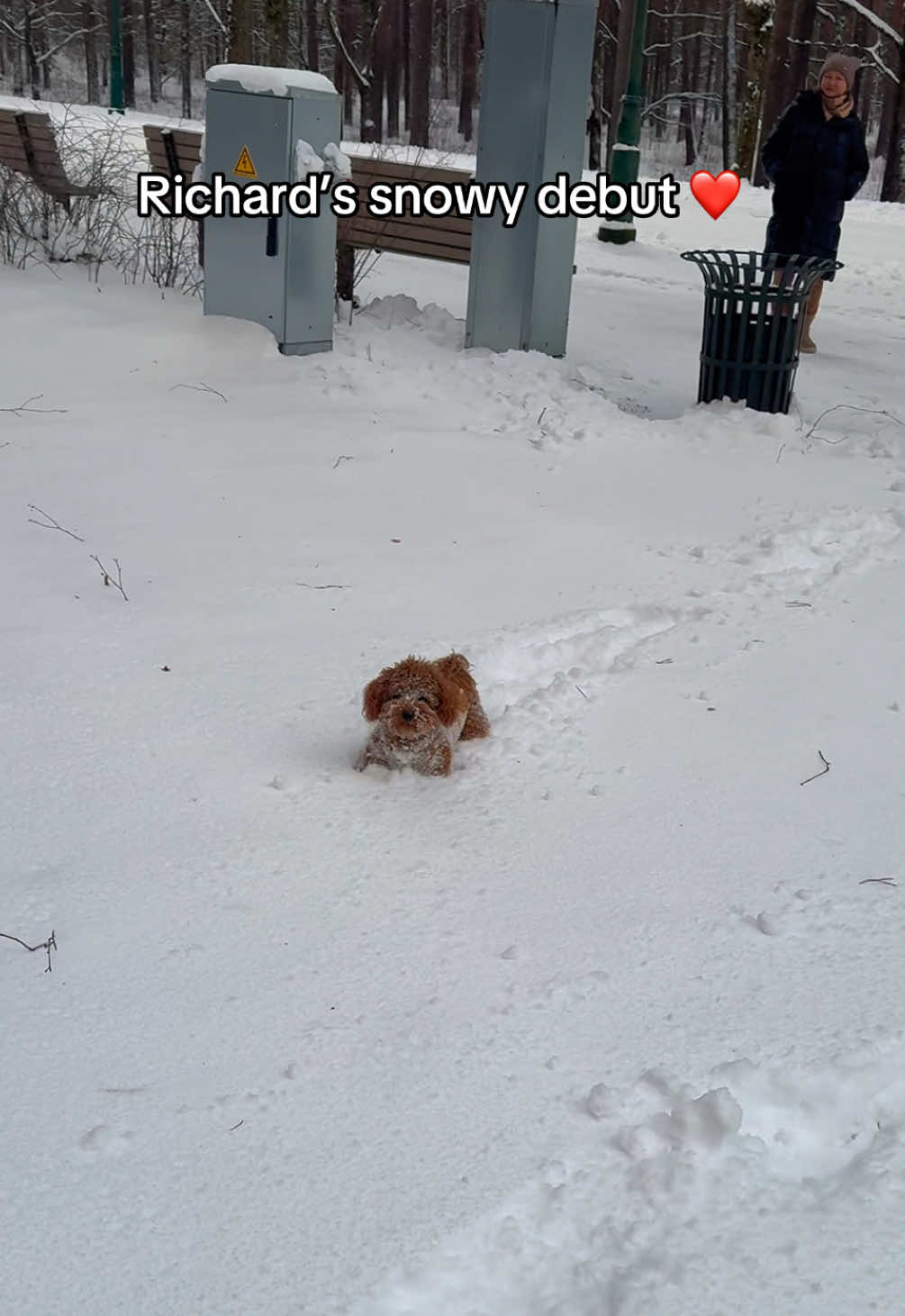 First time seeing snow, and he’s loving it! 😍🐾 Richard is running like crazy but slips twice, face-first into the snow! ❄️😂 #puppyrichard #toypoodle #puppylife #firstsnow #dogsoftiktok 