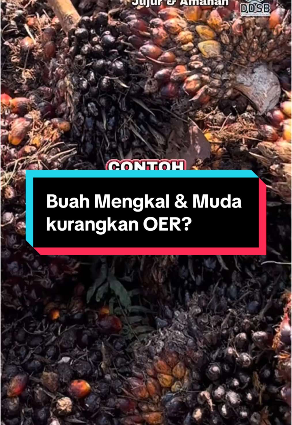 Jika pengusaha semua hantar buah yang kurang berkualiti ke rem, dapat kadar perahan yang sikit, OER yang kilang bagi juga akan sedikit. Jom sama sama bantu sebarkan ini 😊 #ddsb #pusattimbangsawit #sawitontiktok #bumiputera #terengganu #remsawit #huluterengganu #setiu #menerong #kualanerus #ajil #kualaterengganu #teris #bukitsudu #bukitaman #bantuan #chemohid #agropeladangsetiu #bukitbading #guntong #content #buahsawit #raya2024 #2024 #ddsb #pusattimbangsawit #sawitontiktok #bumiputera #terengganu #remsawit #huluterengganu #setiu #menerong #kualanerus #ajil #kualaterengganu #teris #bukitsudu #bukitaman #bantuan #chemohid #agropeladangsetiu #bukitbading #guntong #buahsawit #2024