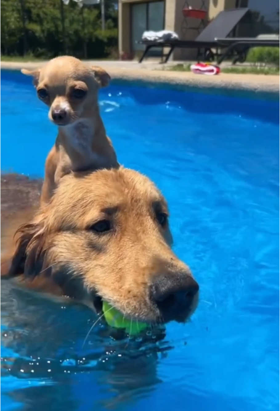 very silly dogs #dogs #dogsoftiktok #cutedog #funnydog 