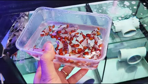 Oranger Snowflake nemo đột biến ( Clowfish) #NghiaLeFishFarm #NghiaLeFishShop #NeMo #Clownfish #Maroon #Lightning #GoldXLightNing #xuhuong #aquaforest #polyplab #reefbuilders #reef2reef #reefaquarium #reeftank #saltwatertank #saltwateraquarium #coralreef #coralreeftank #coralreefenthusiast #spscoral #reefaddict #nanoreef #allmymoneygoestocorals #instareef #oysterfeast #reeflife #reefrevolution #reefgeek #reefers4reefers #reefaholiks #livecoral #reefcandy #exoticcorals  #aquaforesttank #AquariumHobby #MarineAquarium