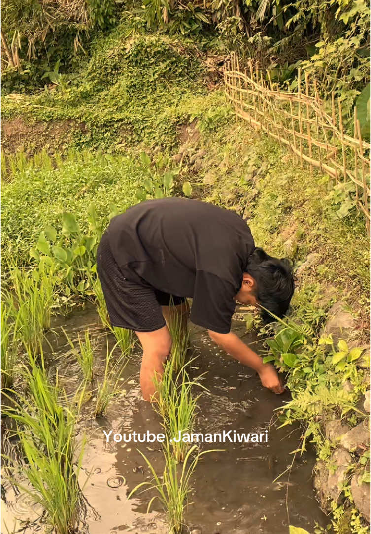 Siapa yang suka di lempar batu sama pemilik sawah dulu #nostalgia #nostalgia90an #jamankiwari #jamankiwari #jamandulu #nostalgiamasakecil 