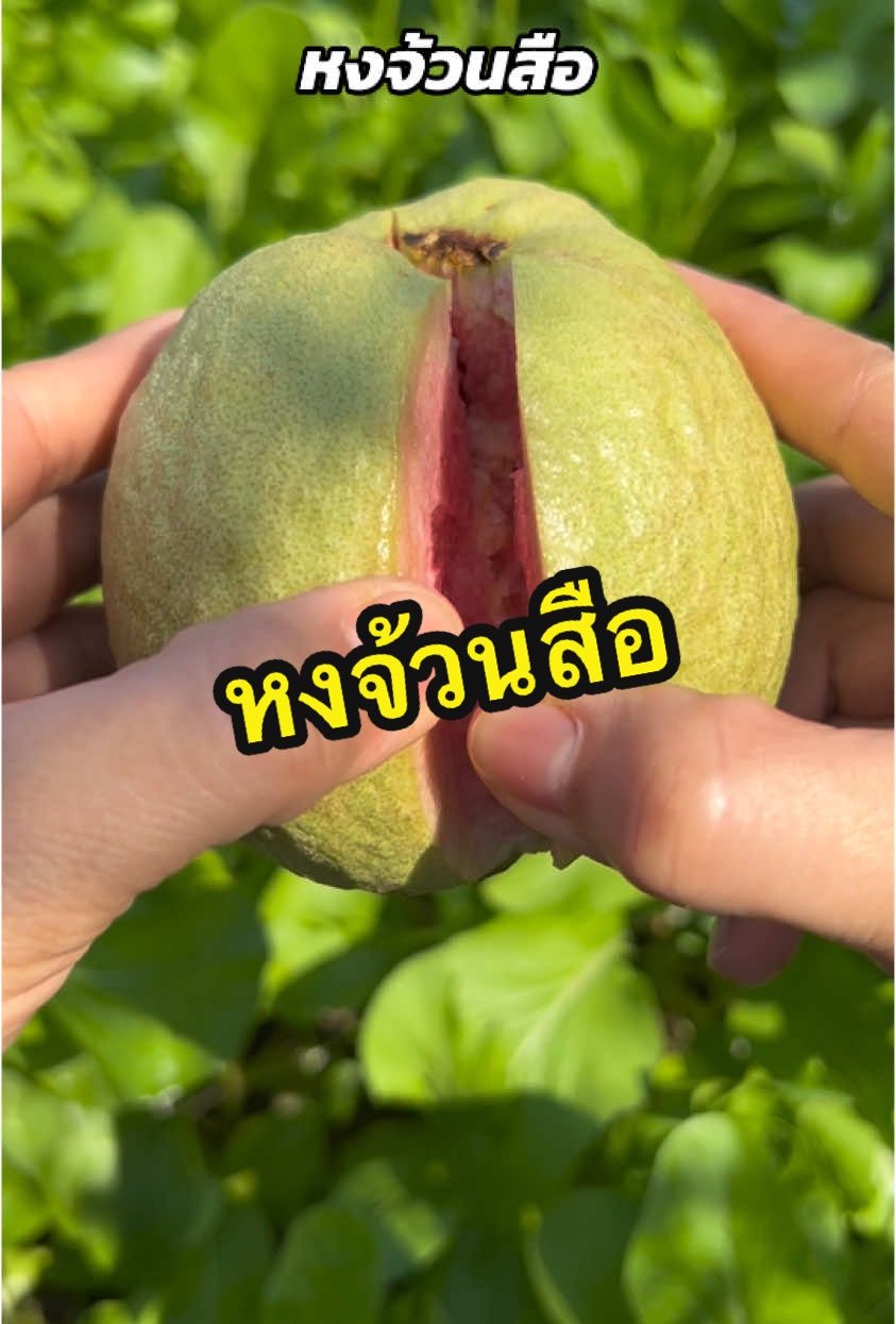 อร่อยสุด🥰 #ฝรั่งไส้แดง #หงจ้วนสือ #ผลไม้สดจากสวน #tiktokพากินของอร่อย #ผลไม้อร่อย #ของอร่อยบอกต่อ  @สวนเจ๊เกียง ฝรั่งไส้แดง  @สวนเจ๊เกียง ฝรั่งไส้แดง  @สวนเจ๊เกียง ฝรั่งไส้แดง 