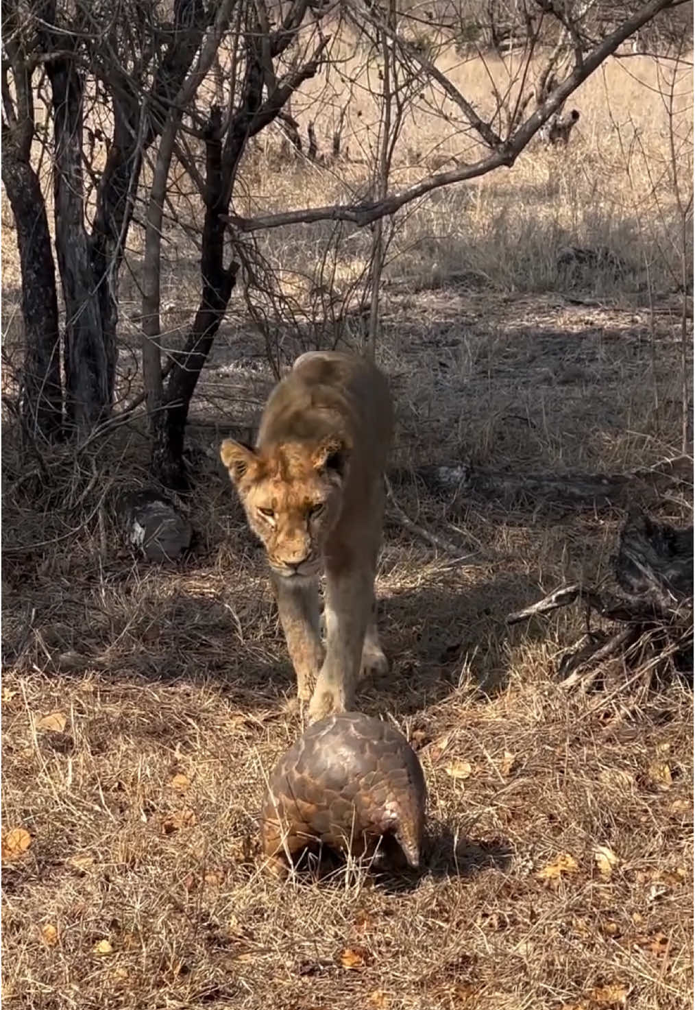 #wild #wildanimals #animalworld #wildlife #xuhuongtiktok #trending #fyp #viral #lion #pangolin 