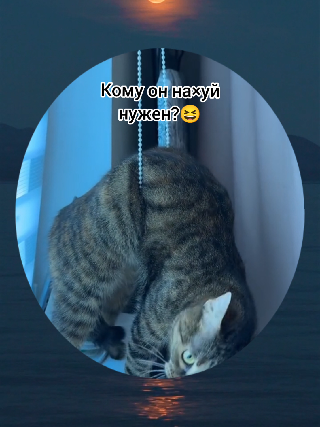 Кот-бедолага😂 #humor #cats 