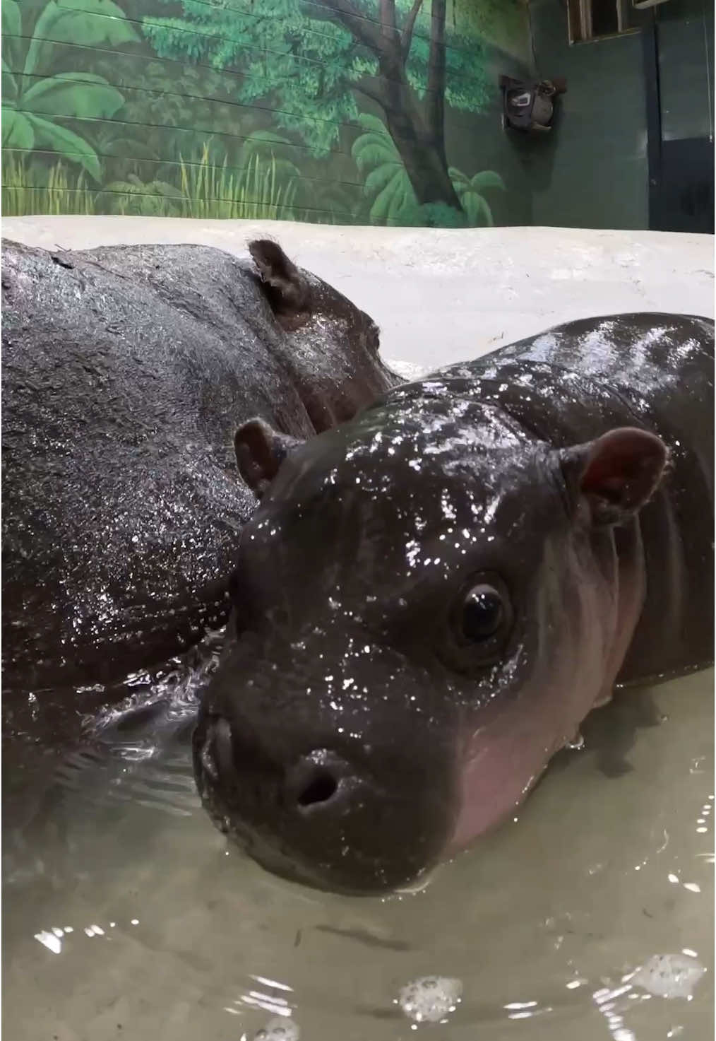 We are thrilled to announce the winning name for our little hippo... Poppy, you’re gonna be populer… lar! 💗🦛💖 Read more online.  #metrorichmondzoo #rva #hippo #poppyhippo #poppy #poppypygmy 