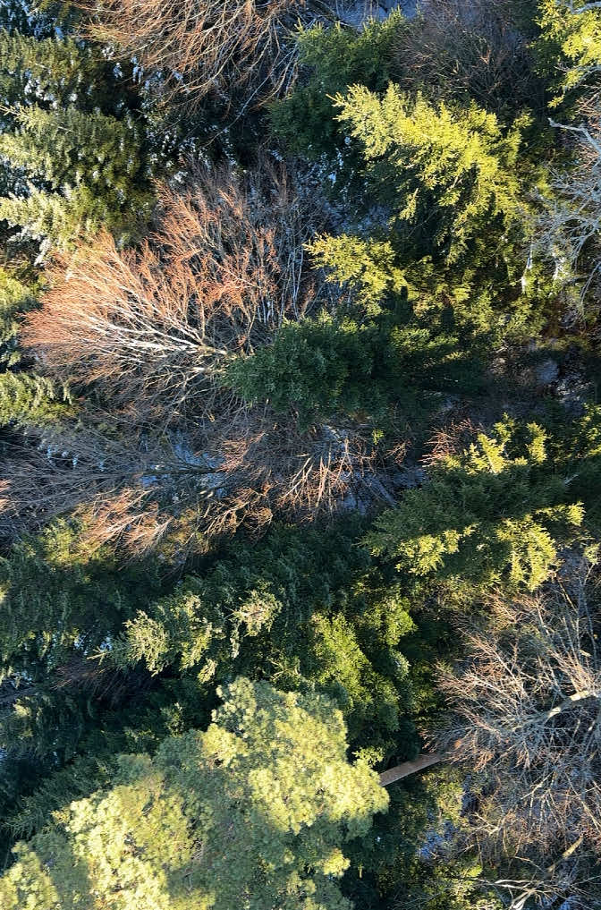 „beautiful view“🌳 #nature #forest #view #trees