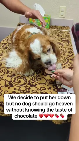 All dogs go to heaven🥺😭