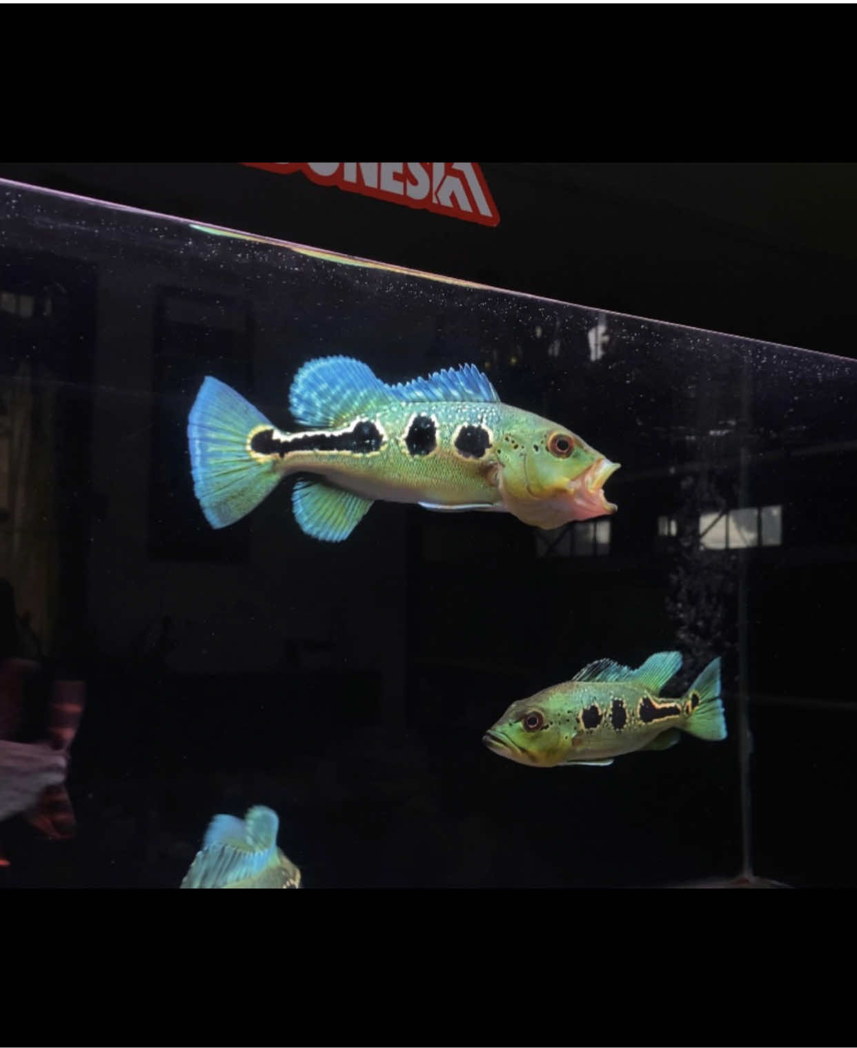Peacock Bass Orinoco bikin candu 💚 #peacockbass #orinoco #pbass #peacockbassfishing #predator #predatorfishing #hobby #akuarium #amazon #fyp #indonesia #fishing @Iconixterrace @andiprastyo07 @bobwagalakstock @Apartemen Channa 