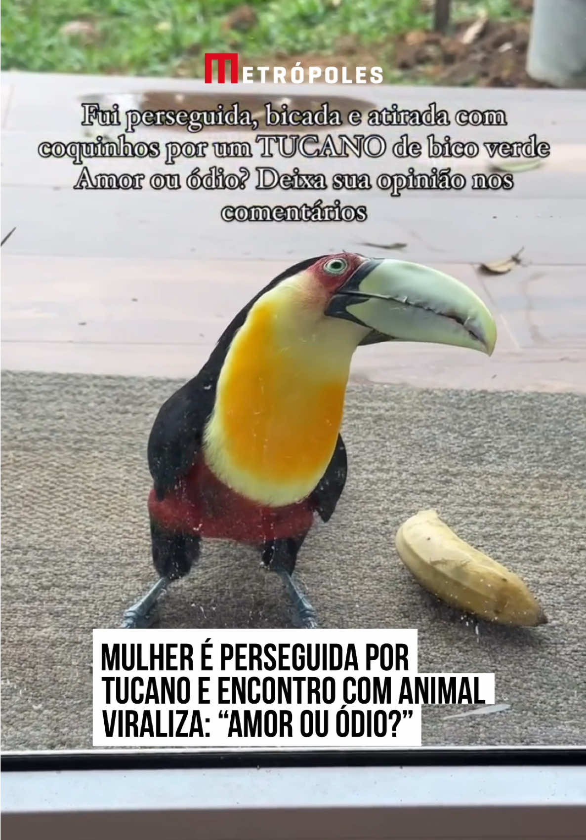 Um vídeo que circula nas redes sociais registrou a reação de uma mulher após ter sido perseguida por um tucano. “Fui perseguida, bicada e atirada com coquinhos por um #TUCANO de bico verde. Amor ou ódio?”, escreve a jovem, no vídeo.  “Vim aqui na cabana, aí abri a porta e apareceu esse tucano me bicando, bicando meu pé”, relata. No vídeo, a jovem registrou o animal tentando bicá-la. Em seguida, conta que o tucano ainda chegou a jogar objetos na mulher. A interação inusitada com o #animal divertiu os internautas. #tiktoknotícias 📽️ stefanyrohrs (Instagram)