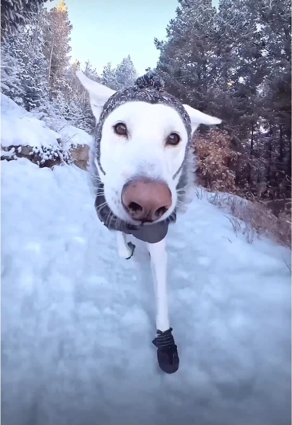 It’s the little ear bounce and pom hat for me! How ‘bout you? #dogtok #toocute