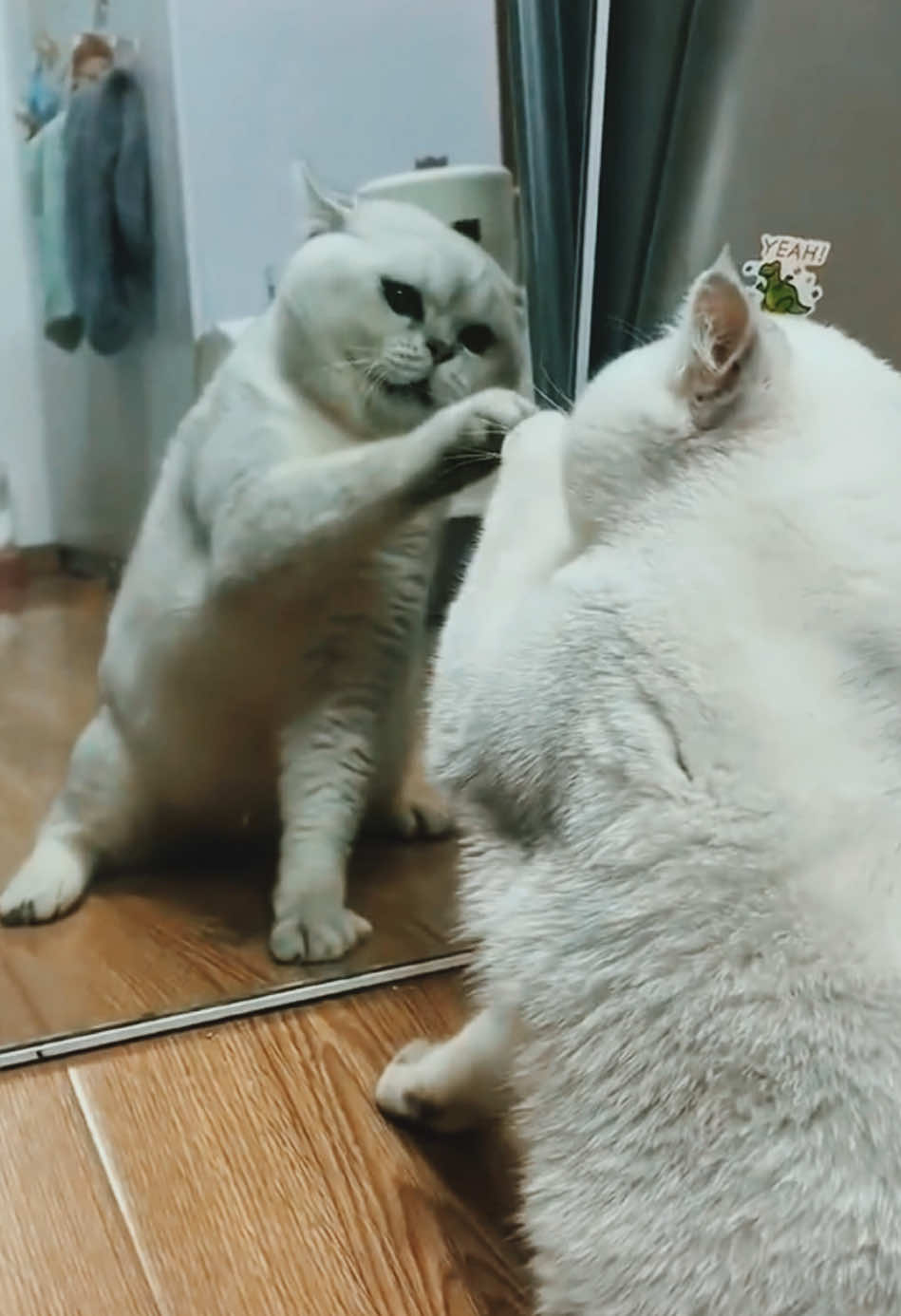 🤣 CATS FIGHT 🤣 #creatorsearchinsights #funnycat #cattiktok #gatosgraciosos #gatoschistosos #lustigevideos #cats  