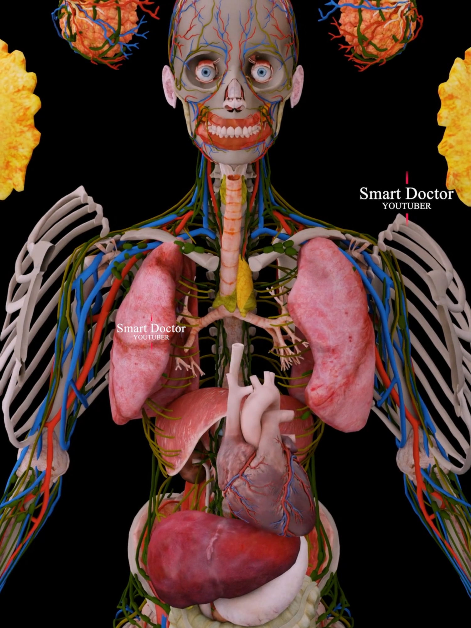 #TikTokAwards  Female Anatomy Without Muscles And Skin ♀️✨ . . . . . #anatomy #anatomi #anatomia #anatomía #TikTokAwards #pulmonaryhypertension#heartanatomy#cardio#meded#education#3danimation#anatomy#cardiology#3dmodel#animation#smartdoctor1#scicomm#medtech#pharma#medstudent#doctor#माहवारी#月経#임신