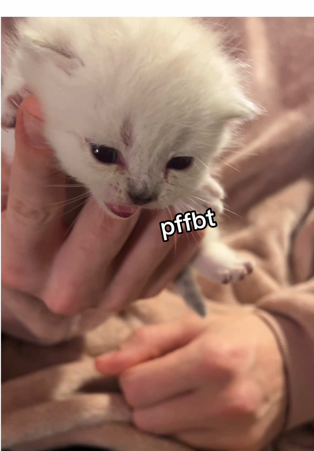 it seems like goobert was the clear winner for her name (but i loved beabadoobert and moobert) #fyppppppppppppppppppppppp #kitten #catsoftiktok #scoobertdoobert #fypシ゚viral 