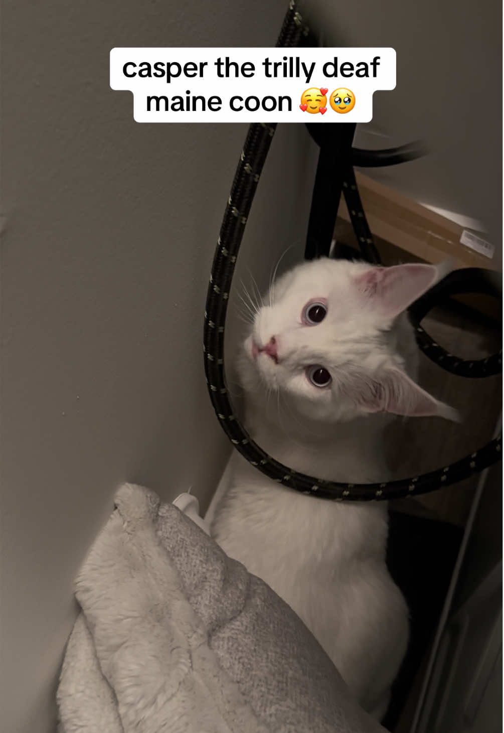 behind the washer/dryer may be the new behind the door lol iykyk #mainecoon #mainecoonsoftiktok #fyp #catsoftiktok #catlover #deafcat 