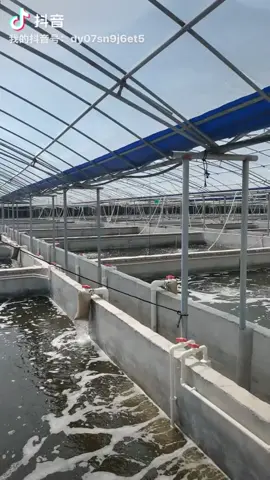南美白对虾工𠂆化养殖Penaeus vannamei factory farming