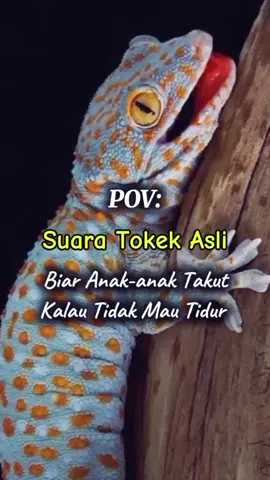 POV Suara tokek asli keras biar takut anak 🦎 #anaksusahtidur #anakbobok #suaratokek #tokekasli #suarahewan #suarabinatang #tokekrumah #tokek  #anaktakuttokek 