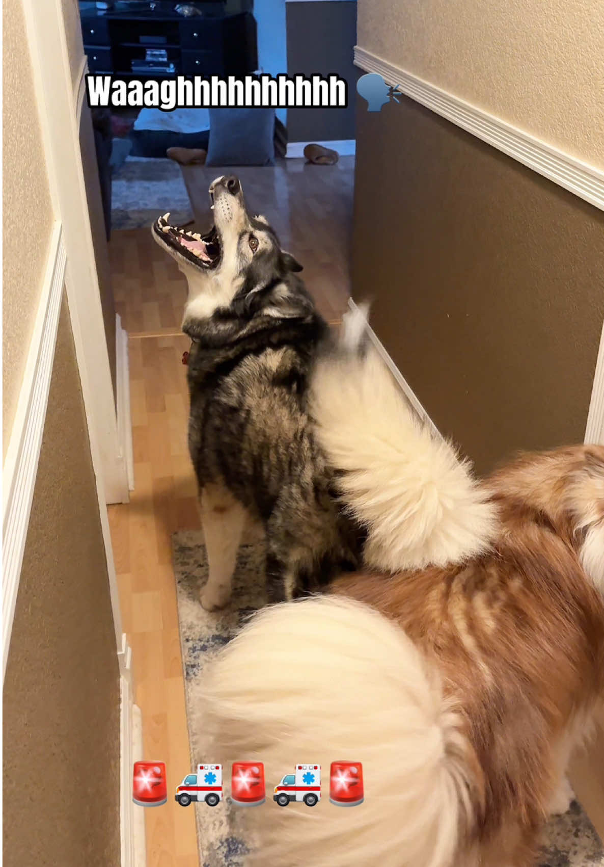 “Good Morning” Gone Wrong 😅 #husky #dogsoftiktok #dogs #huskylife #funnyvideo #siberianhuskies #howling #dogsoftiktokviral #talkingdog #goodmorning #fyp #dog  