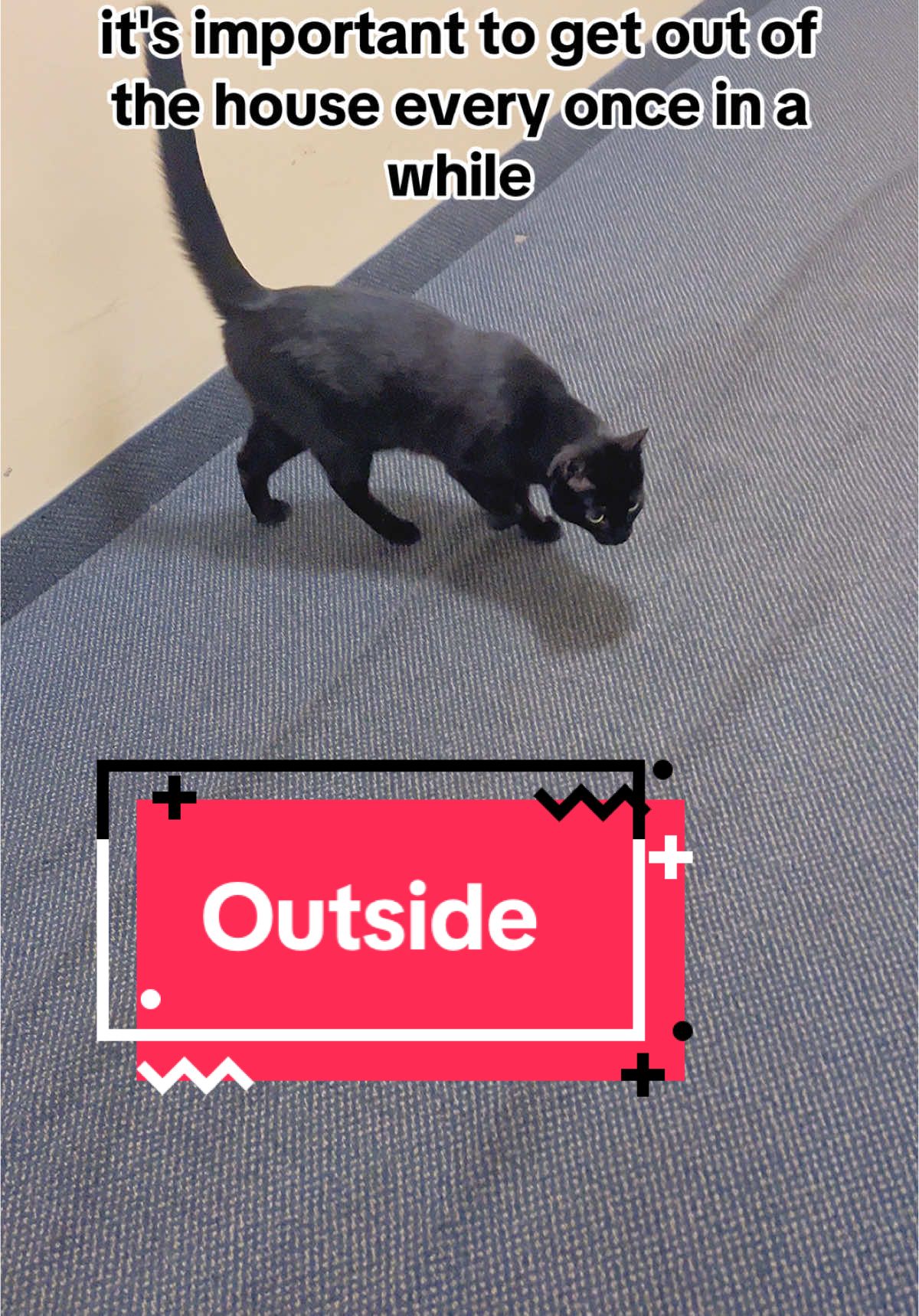 It’s important to get outside #outside #important #reminder #outofthehouse #dontgooutside #indoorcat #fyp #catlife #cat #blackcat #blackcatsoftiktok #blackcatenergy #catsoftiktok 