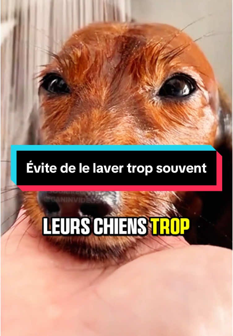 Laver son chien, c'est bien, mais trop le laver, c'est risqué. Savez-vous que vouloir trop bien faire peut avoir des conséquences négatives sur votre toutou ? Dans cette vidéo, je vous explique pourquoi laver votre chien trop fréquemment pourrait empirer les choses au lieu de les améliorer. Des odeurs encore plus fortes, un pelage abîmé et des démangeaisons irritantes : ces effets surprenants sont pourtant évitables ! Découvrez comment respecter la nature de la peau et du poil de votre compagnon pour qu'il reste en pleine forme, et apprenez à trouver le bon équilibre. Alors, combien de fois lavez-vous votre chien, et saviez-vous tout cela avant de regarder cette vidéo ?