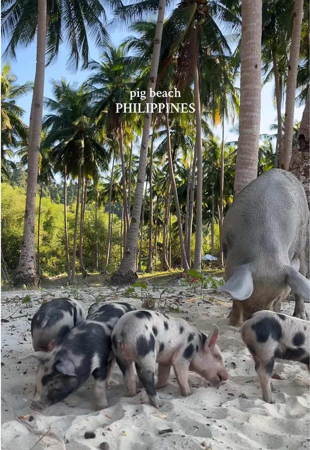 Island Life 🌴✨  #philippines #travel #pigs #island 