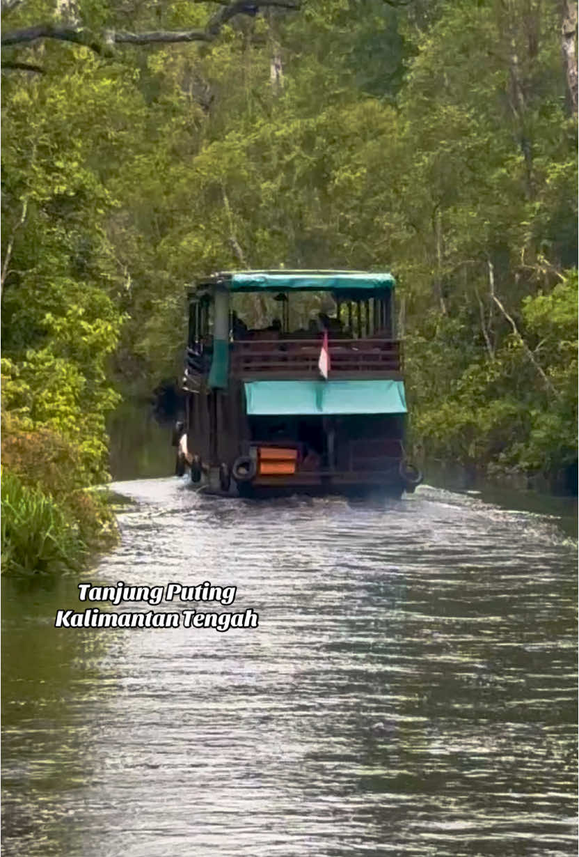 Hutan Kalimantan menawarkan petualangan seru untuk yang suka destinasi ber 