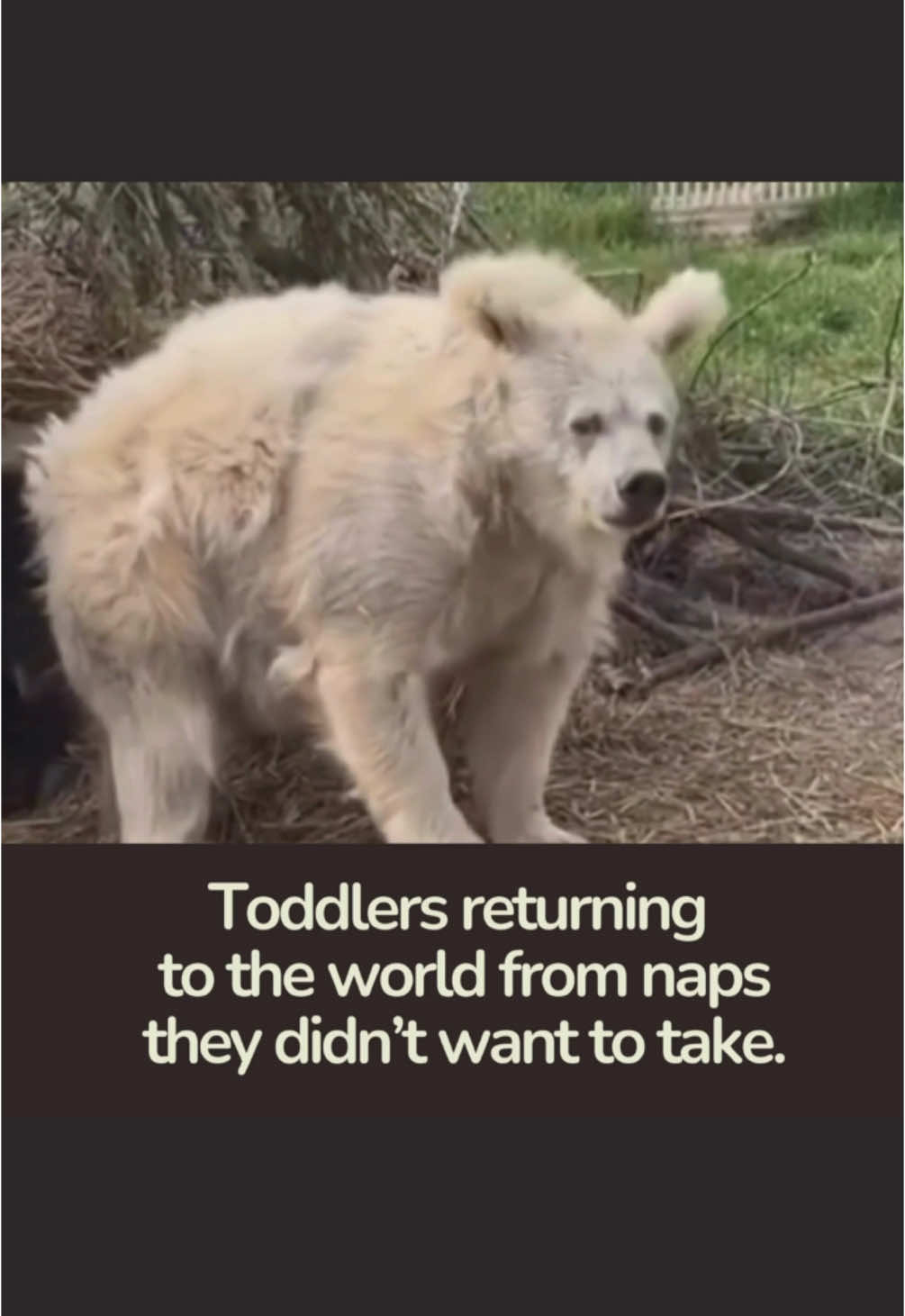 Do NOT make direct eye contact for the first few minutes. Trust. 😅  …. #parents #toddlers #toddlersbelike #parentsoftiktoks #supersimplesongs #toddlerlife #memes #foryou #kidssongs #naptime #sleepmemes #funnybear #hibernation #wintervibes 