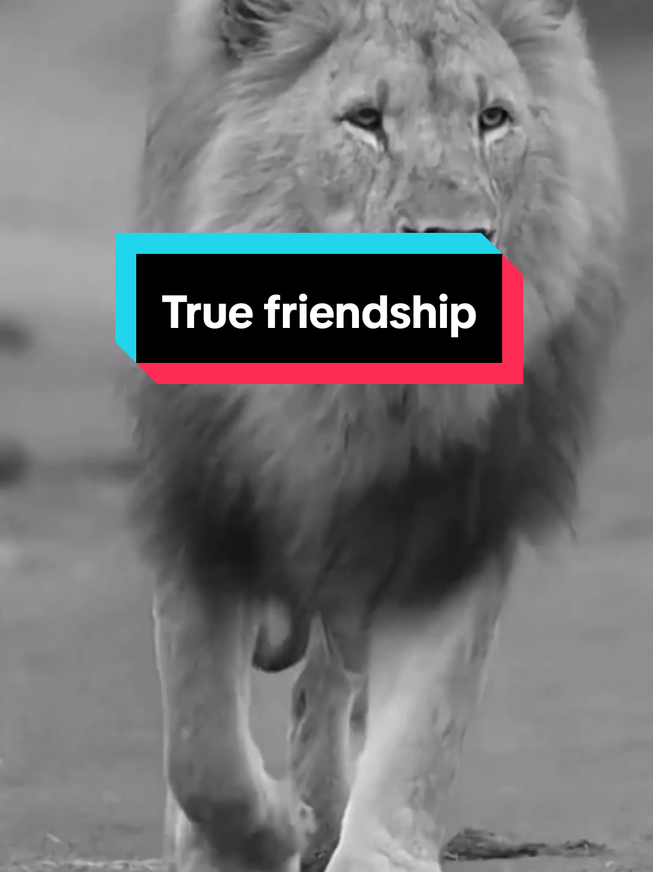 انا لست صديق الجميع لكنني اتحدث مع الجميع I'm not everyone's friend but I talk to everyone #اقتباسات#حالات_واتس #تيك_توك#اكسبلور#ترند#عبارات #تحفيز #motivation #motivationalquotes #motivationmonday #motivationalvideo #explore #pourtoii #fyp #viral_video #newtrend #treanding #tiktoklongs #tik_tok #italy #france #ستوريات #كلام_من_ذهب #عمان #الكويت #قطر #البحرين #تونس #المغرب #الجزائر #فرنسا #لبنان #ليبيا #السعودية#العراق #الجزائر#المغرب #الاردن 