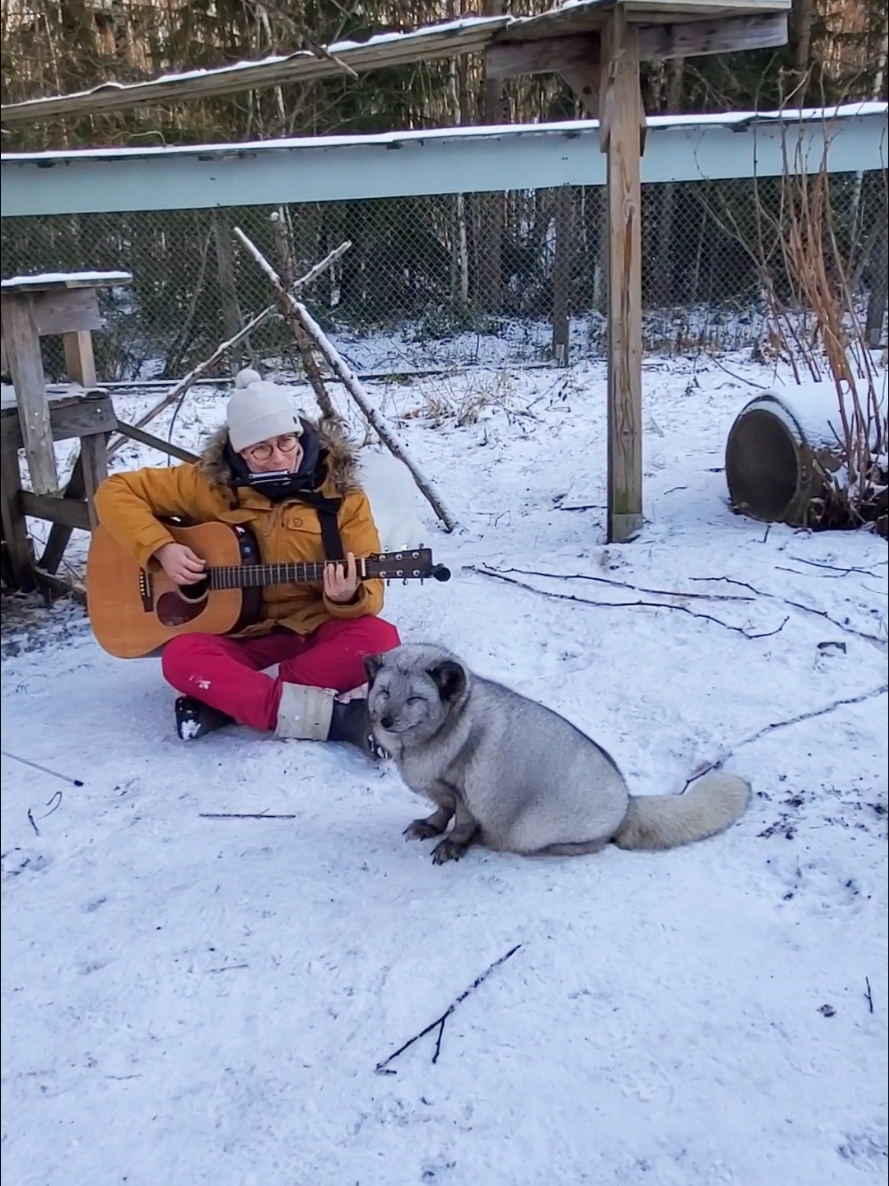 what happens when foxes who escaped from fur farms hear live music for the very first time? some become fans and some try to steal the guitar! #tuulispää #animalsanctuary #sanctuarylife #animalrescue #rescueanimals #animalrights #eläinsuojeluyhdistys #nonprofit #fox #arcticfox #furfree 