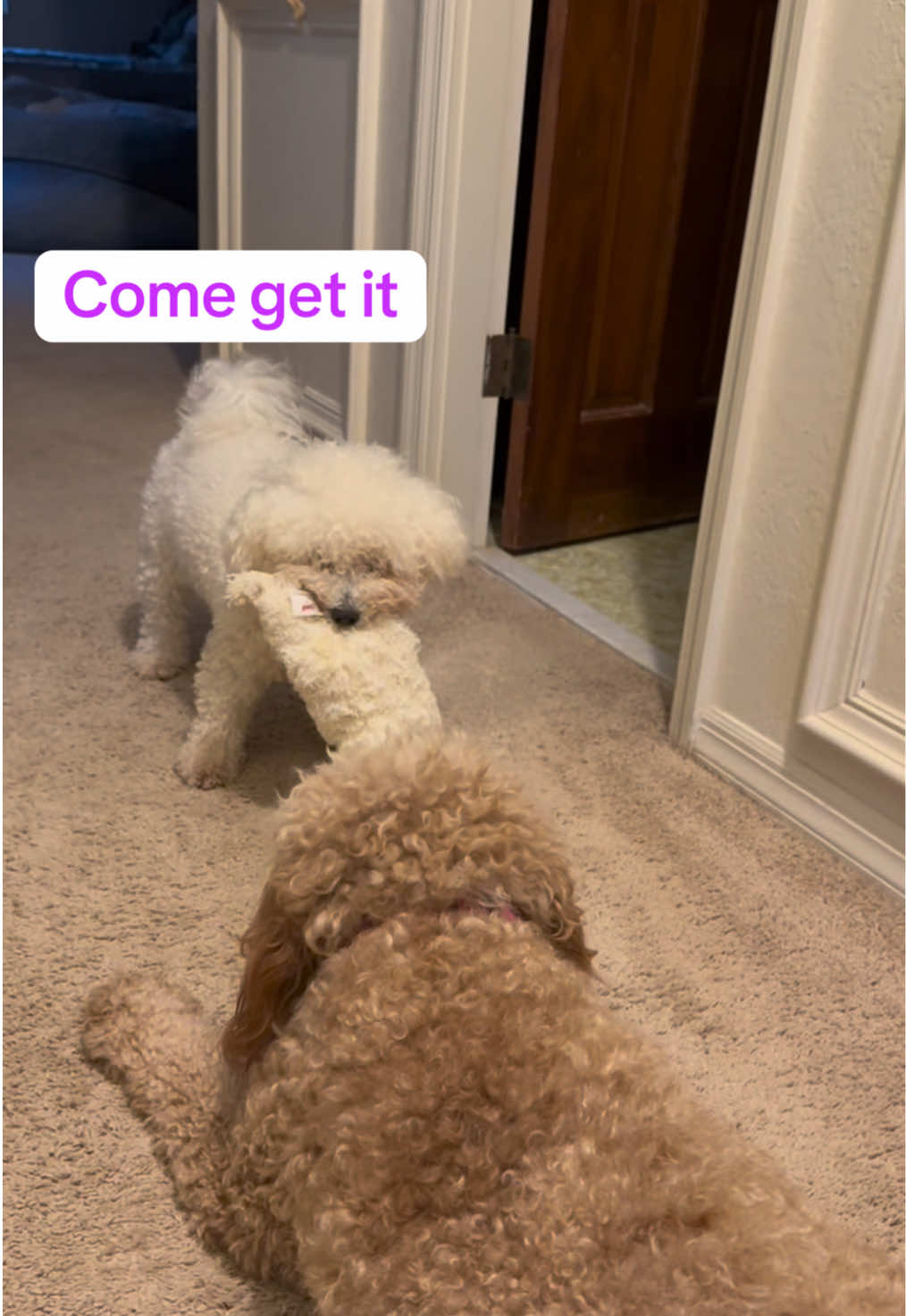 She’s a bully, but a very cute one so  #dogsoftiktok #bichonsoftiktok #bichonfrisé #fyp #toys #goldendoodle #golden #retrieversoftiktok #retriever 