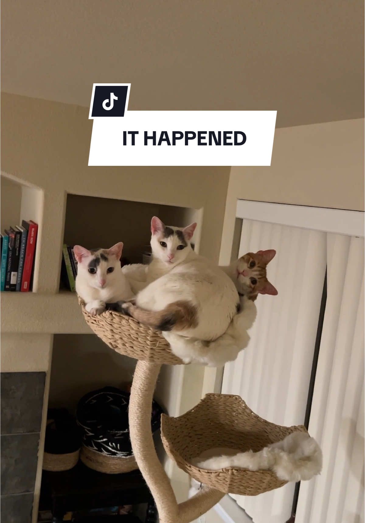 Physics has NOTHING on Natilla, Gandalf, & Dave #catsoftiktok #catfamily #fy #funnyanimals 